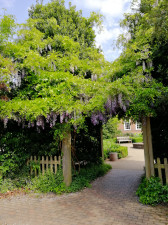Wisteria by Bianca Brace