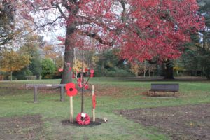 A photo of a young tree donated to the Friends of Horsham Park. The tree was donated to commemorate the centenary of World War One and sits surrounded by several wreaths of poppies.