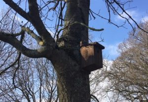A bird box donated to the Friends of Horsham Park sits nestled amongst the thick branches of a tree.