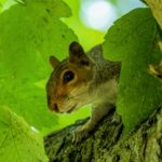 An eager squirrel peers out from between the fresh green leaves of a tree branch