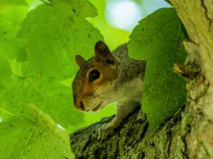 Grey squirrels