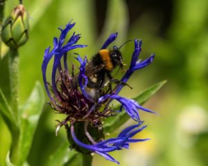 Bumblebees