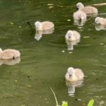 Baby ducks swimming on the lake