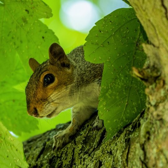 An eager squirrel peers out from between the fresh green leaves of a tree branch