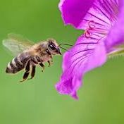 A bumble bee approaching the bright purple petals of a flower