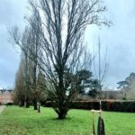 New sapling planed in front of the older oak