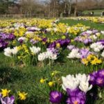 A carpet of colourful tulips and daffodils