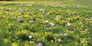 Bulbs for Life