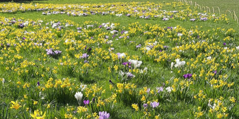 The bulbs for Life field with yellow, white and purple crocus' poking through the grass.