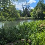 The Pond