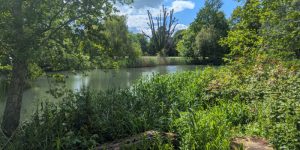 The Pond