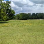 The Meadow
