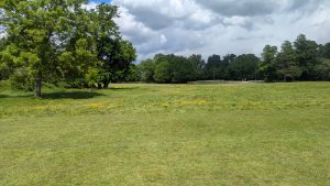 The Meadow