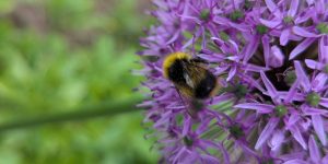 A bumble bee feeding on a flower