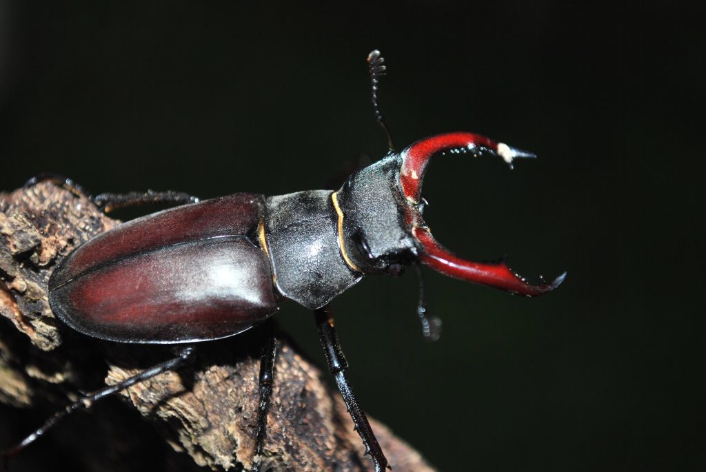 A male stag beelte with impressive jaws, sitting on a log.