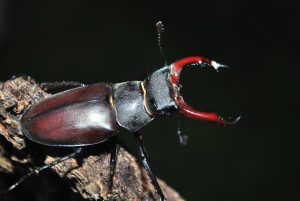 Stag Beetles