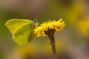 Brimstone butterflies