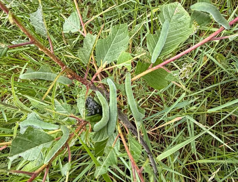 Brimstone caterpillars devouring a buckthorn
