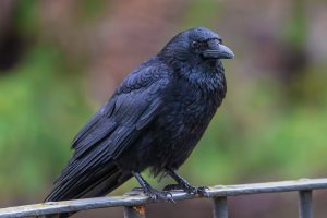 Carrion crows