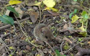 Wood mice (Field mice)