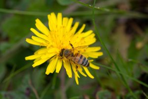 Honey bees