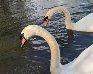 Mute Swans