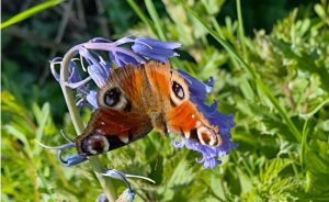 Peacock butterflies