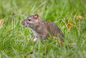 Brown rats