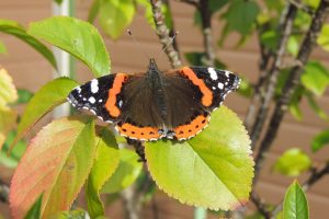 Red Admiral butterflies