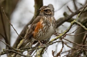 Redwings