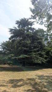 Blue Atlas cedar