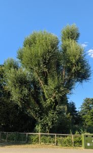 “Cricket Bat” Willow