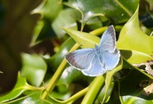 Holly blue butterflies