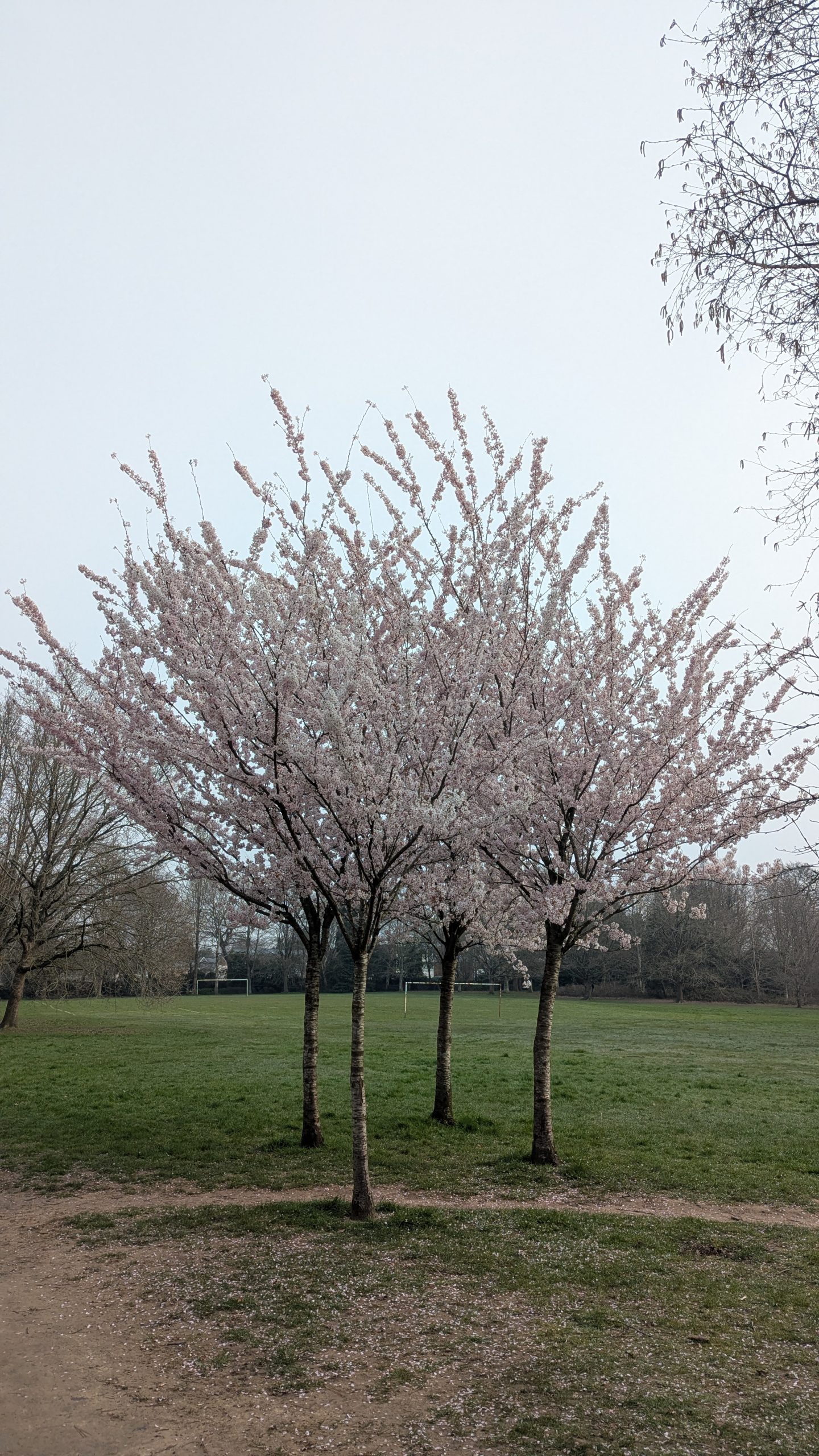 Four cherry trees in blossom