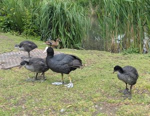 Coots