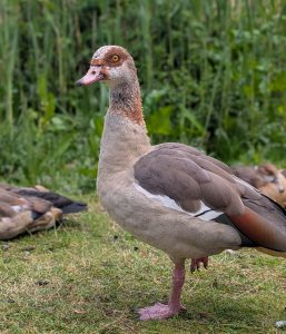 Egyptian geese