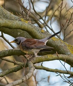 Fieldfares