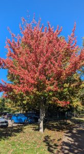 Freeman’s maple