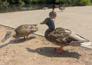 Mallards