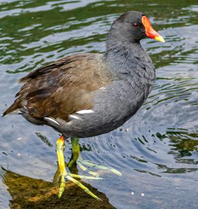 Moorhens