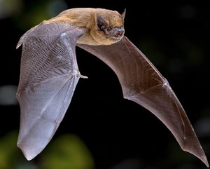 Pipistrelle bats