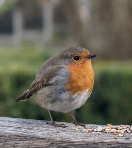 Robins